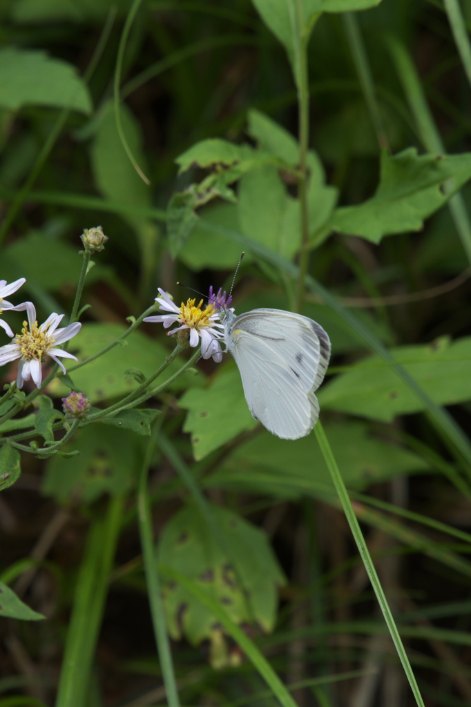 シジミチョウ?!