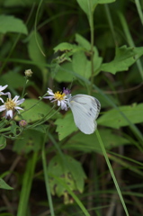 シジミチョウ?!