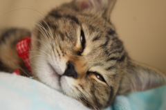 クロちゃん