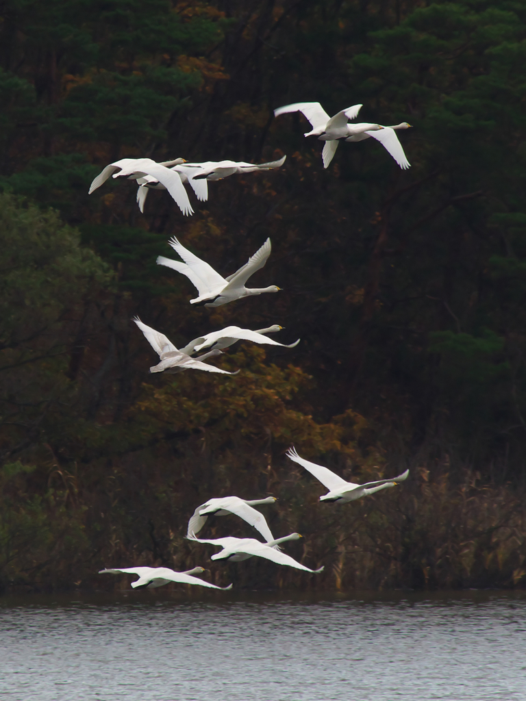 飛びだつ白鳥・・・・・小泉潟公園