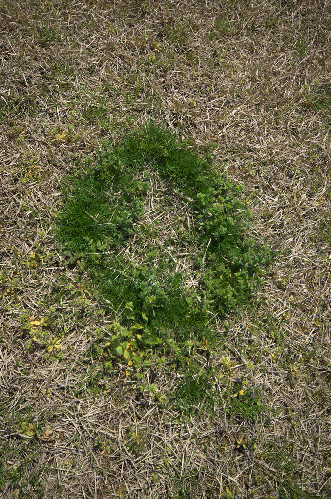 変わった生え方・・・・