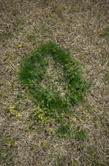 変わった生え方・・・・