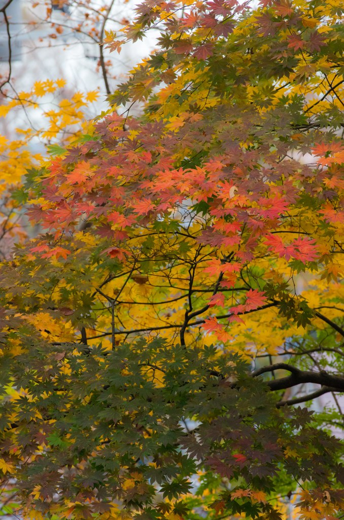 紅葉