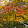 紅葉