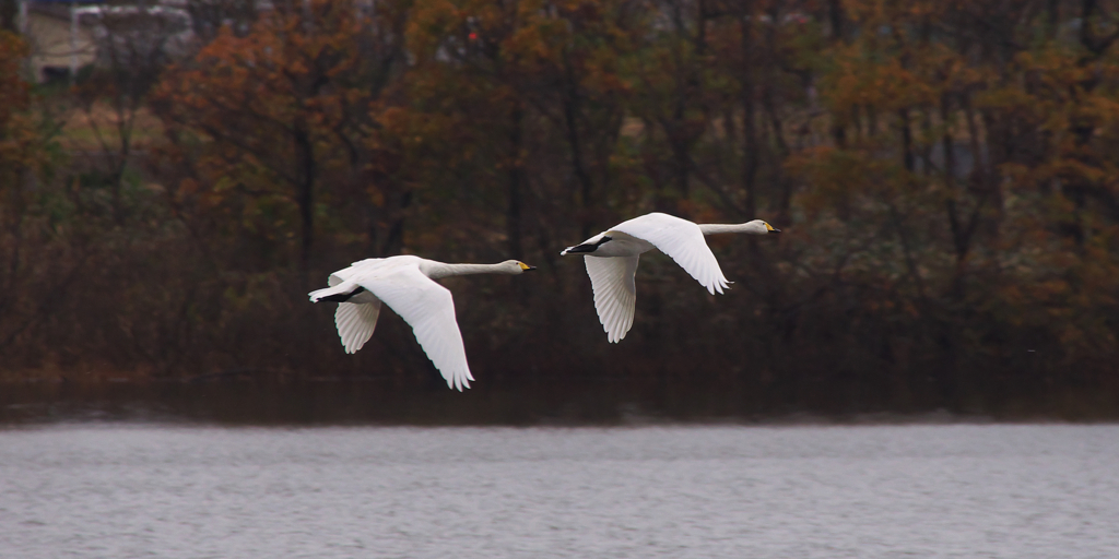 白鳥・・・・・・・小泉潟公園