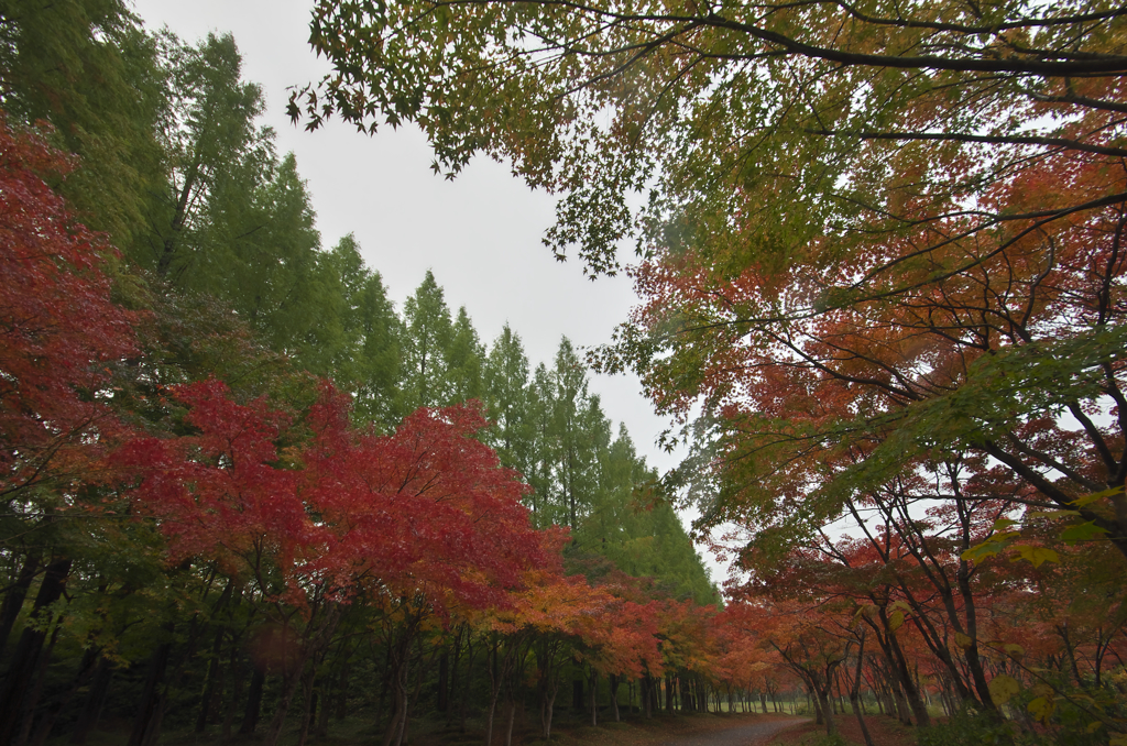 momiji2713