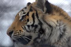 秋田市大森山動物のアムールトラ