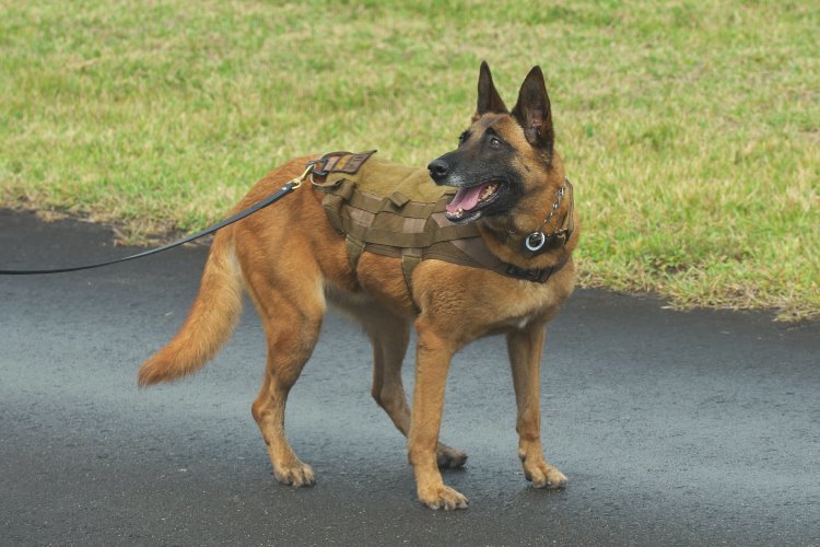 K-9b