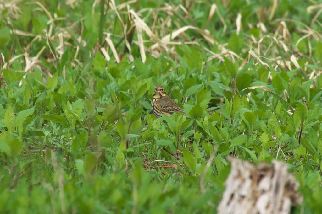 とにかく色々と撮ってみるもんですね〜