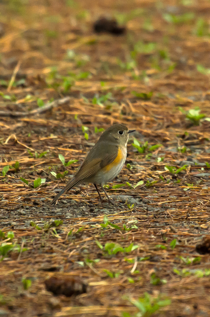 メスのルリビタキかな・・・・