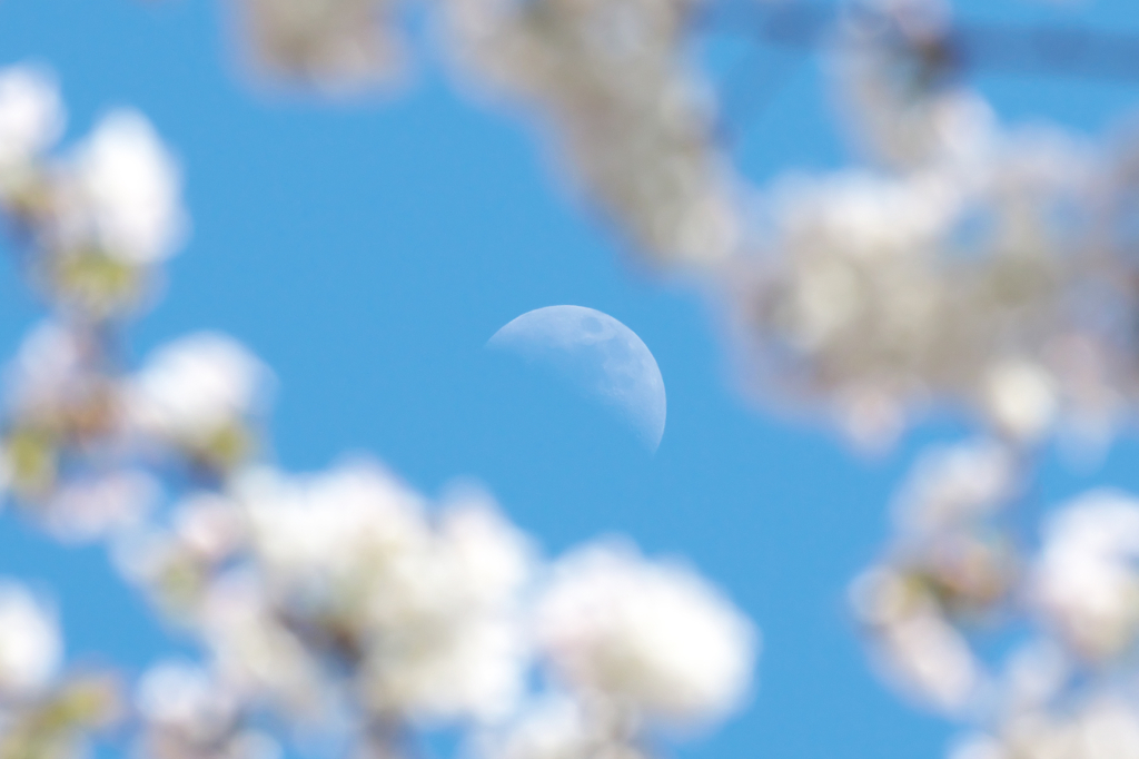 5月6日まだ桜の花が残っていた午後でした