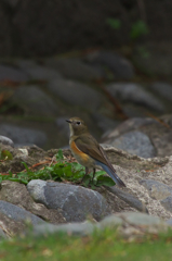 おや〜あなたはオスなの〜