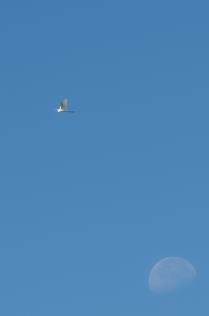 チュウサギ