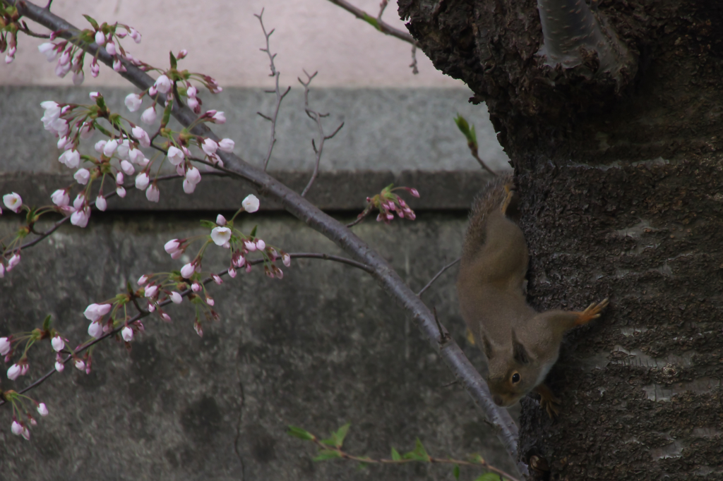 サササササササ・・・・桜の木に動く物体発見〜