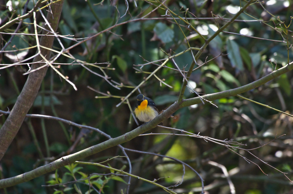 キビタキ・・・・