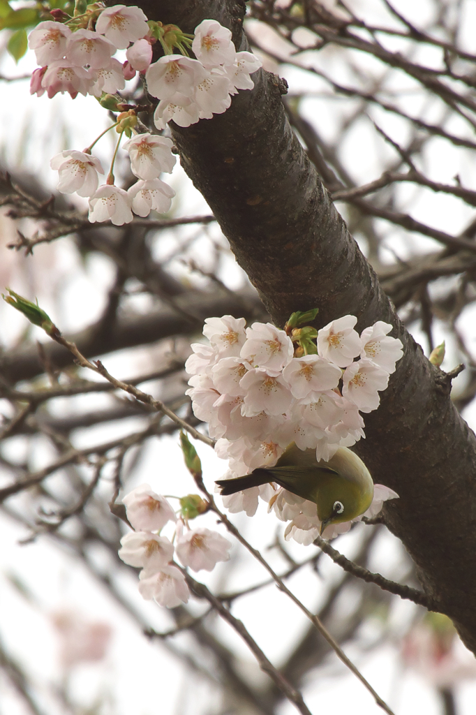 やっと咲き出しましたが・・