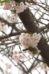 やっと咲き出しましたが・・