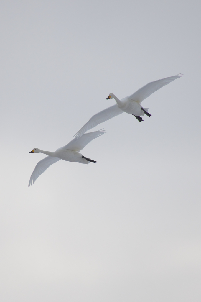 連日白鳥と逢えるのですが・・・・