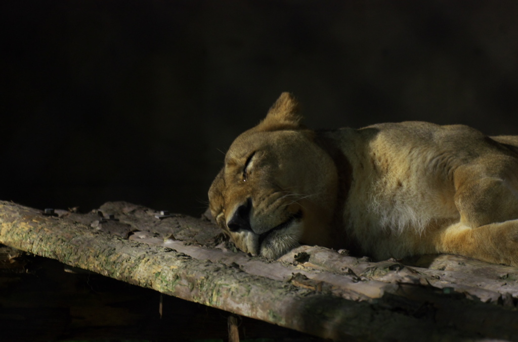 夜の動物園「大森山動物園」