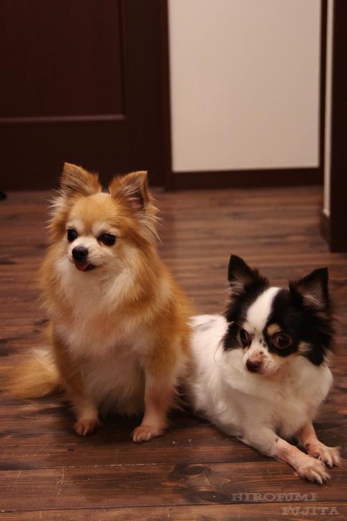 Chobi&Maro