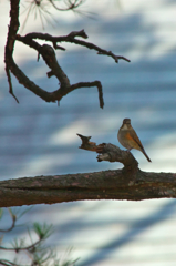 wild bird of japan・・・・