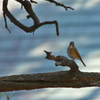 wild bird of japan・・・・