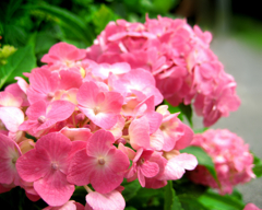紫陽花