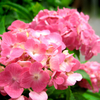 紫陽花
