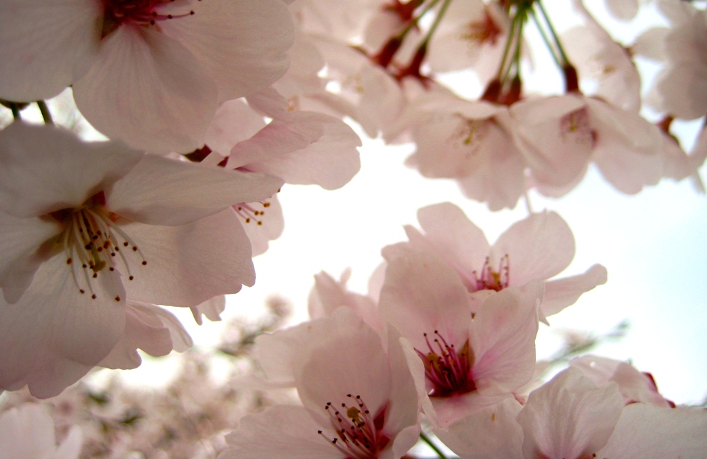 桜