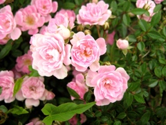 薔薇２