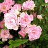 薔薇２