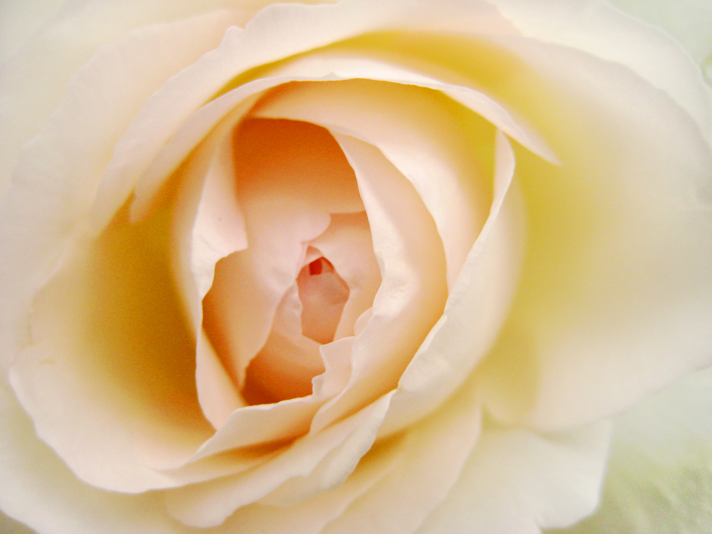 薔薇
