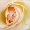 薔薇