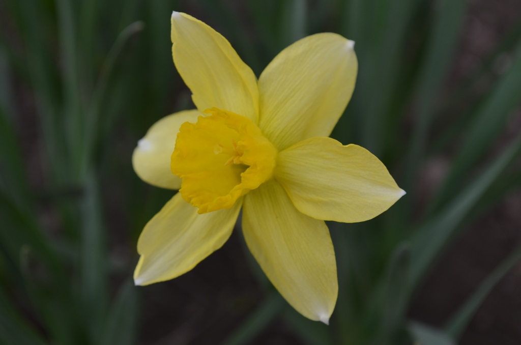 今年初めて見つけた花