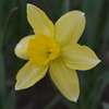 今年初めて見つけた花