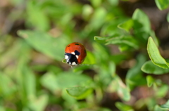 Ladybug