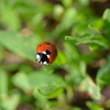 Ladybug