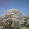 一本桜！綺麗な形でしょ＾＾