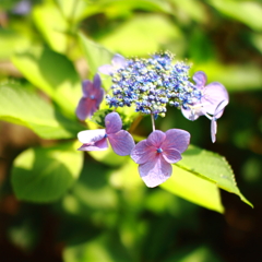 紫陽花