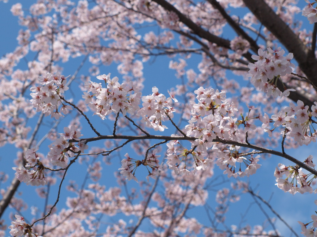 明石公園