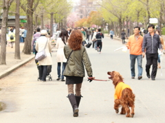 桜が綺麗だワン