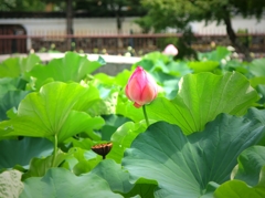 天龍寺の片隅で