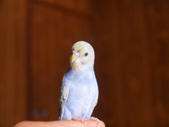 我が家のインコ