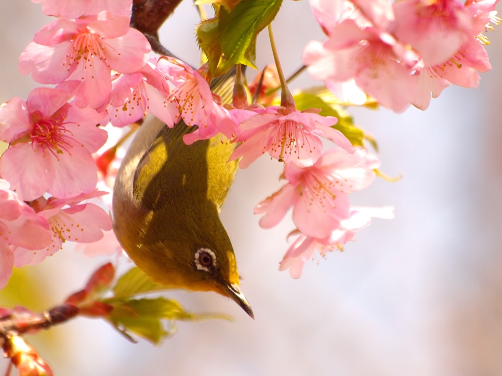 sakurajiro