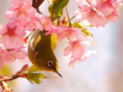 sakurajiro