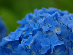 hydrangea