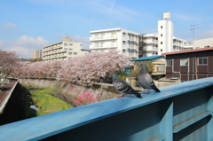鳩桜