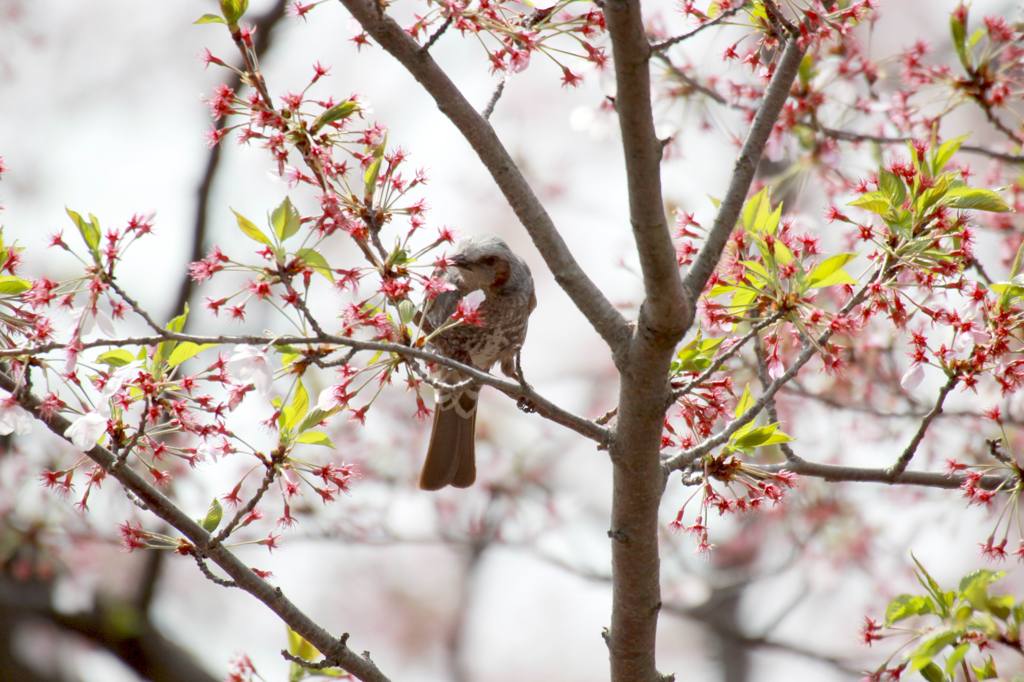 まだあるかなぁ？