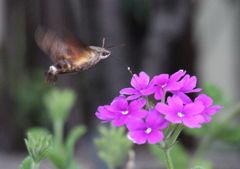 おいしいなぁ　(∩.∩)