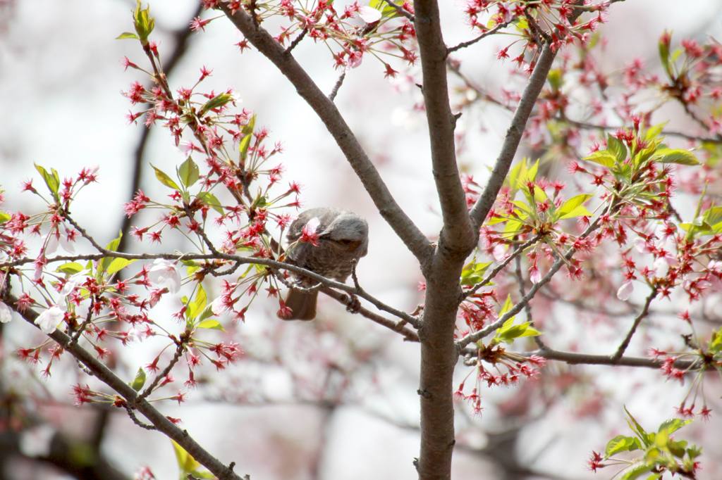 おいしいのかな？